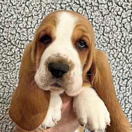 Whoppers (brown) - Black white and brown male Basset Hound puppy in Kingsport, Tennessee from Bear’s Bassets
