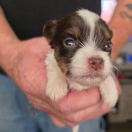 Boy 1 - Chocolate, tan and white male Yorkshire Terrier puppy in Bucyrus, Ohio from Dyer's Beauties
