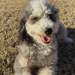 Aussiedoodles, Bernedoodles, and Toy Australian Shepherds from positivelypuppies