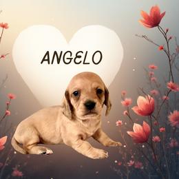 Angelo - Cream male Dachshund puppy in Saint Paul, Minnesota from Vibrant Eyes Doxies