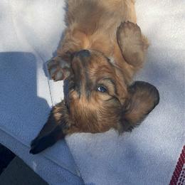 Boy 1 - Red male Dachshund puppy in Windsor, Colorado from Murry’s minis