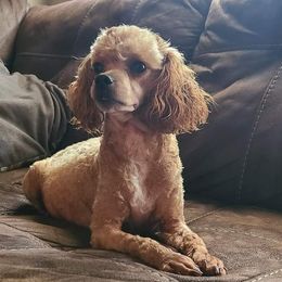 Daisy - Poodle
