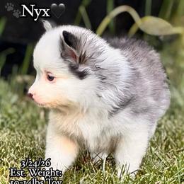 Nyx - Wolf sable female Pomsky puppy in Lincoln, Nebraska from Blue Heaven Pomsky