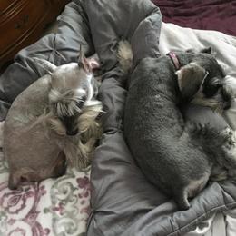 Miniature Schnauzers from Sentelle Schnauzers