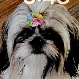 Muñes - Shih Tzu