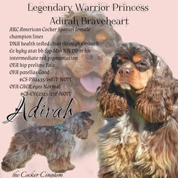 Adirah - Cocker Spaniel