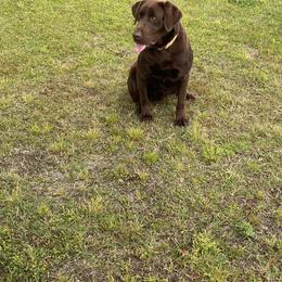 Labrador Retriever Puppies from Strickland’s Southern Kennels