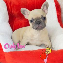 Cindy Lou - Blue female French Bulldog puppy in Spokane, Washington from 47 North Frenchies, LLC