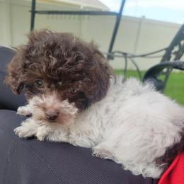 Brownie - Parti female Poodle puppy in Mapleton, Utah from Caboodles Of Poodles