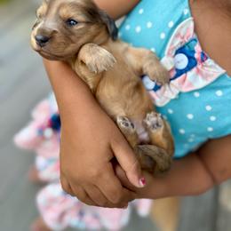 Dachshund puppies from Pure Joy Labradors and Mini Dachshunds