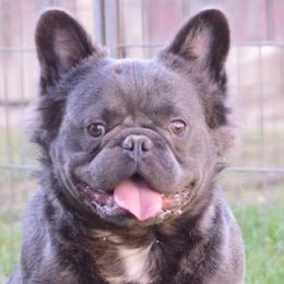 Winkle - French Bulldog