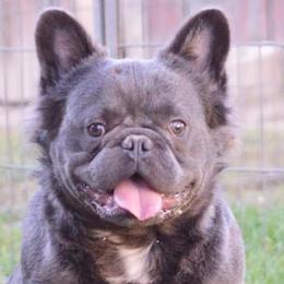 Winkle - French Bulldog