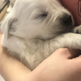 Golden Retriever Puppies from Reel Ridge Farm
