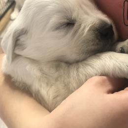 Golden Retriever Puppies from Reel Ridge Farm