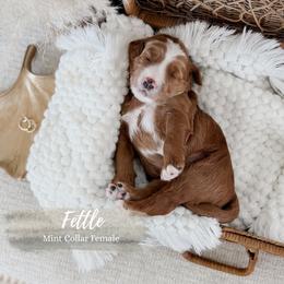 Fettle - Red  female Goldendoodle puppy in Roanoke Rapids, North Carolina from Sweeter than Honey Doodles