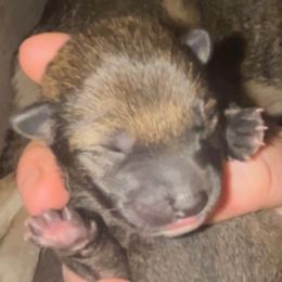Ezekiel - Sesame - UKC - Sesame male Shiba Inu puppy in Clewiston, Florida from Animal Farm Shiba Inus & Mameshibas