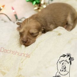 Cream - Cream male Dachshund puppy in Seminary, Mississippi from Down South Mavericks Dachshunds