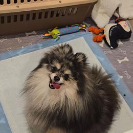 Luka - Blue merle male Pomeranian puppy in Chino, California from Teddy-Faced Teacup Pomeranians