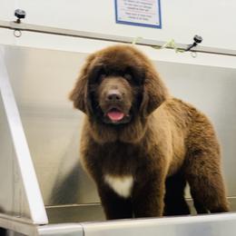 Newfoundland Puppies from Dyer Lake Newfoundland’s