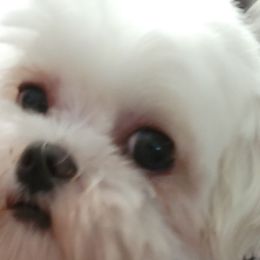 Itty Bitty - Maltese