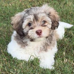 Sable and white male - Silver sable male Havanese puppy in Douglas, Georgia from Huffer Hounds and Havanese