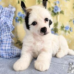 Pepé - White and black male Chinese Crested puppy in Ocala, Florida from Crestie Charm Cottage