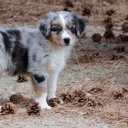 "Yank" - Blue merle Australian Shepherd puppy in Smith Valley, Nevada from Hoot's Aussies