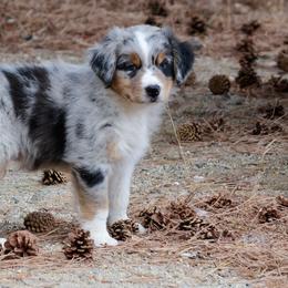 "Yank" - Blue merle Australian Shepherd puppy in Smith Valley, Nevada from Hoot's Aussies