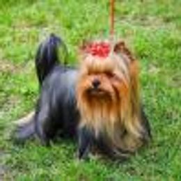 French Bulldogs and Yorkshire Terriers from Bend OR French Bulldogs