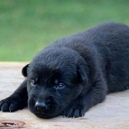 Male-2 - Black male German Shepherd puppy in Cumming, Georgia from Cainedelup