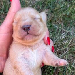 Hawthorne - Cream male Dachshund puppy in Salem, Oregon from Longdox Mini Dachshunds