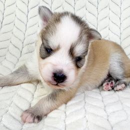Anoka - Silver and white female Pomsky puppy in Sheffield, Iowa from Clover Ridge Pomskies