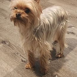 Bell - Yorkshire Terrier