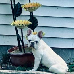 Bailey - French Bulldog