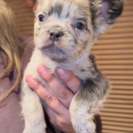 Oreo - Tricolors male French Bulldog puppy in Midland, Texas from Frenchies