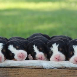 Bernese Mountain Dog Puppies from Home Sweet Bernese