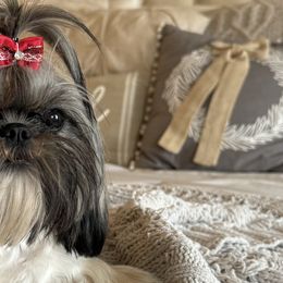 Shih Tzus from Furbourne Farms