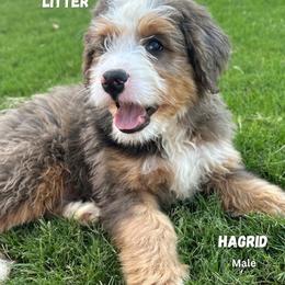 Hagrid - Blue merle male Bernedoodle puppy in Glenwood, New Mexico from Brush Fire Doodles