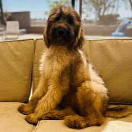 Lenny - Sable male Assorted Doodle Crosses puppy in Calimesa, California from Teakwood Poodles of SoCal