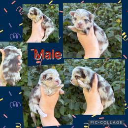 Merle male 1 - Chocolate merle male Pomeranian puppy in Indiana from Unique Uprisings