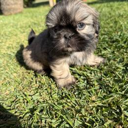 Oreo - Sable male Shih Tzu puppy in Downey, California from Cali shih tzu