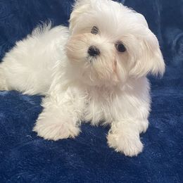 Little man - White male Maltese puppy in Billingsley, Alabama from Euphoria Maltese