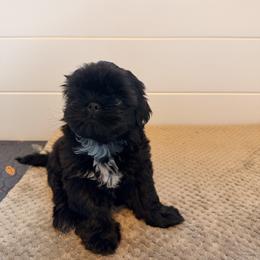 Hank - Black and white male Shih Tzu puppy in Bremerton, Washington from California Shih Tzu