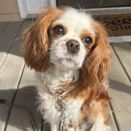 Penny - Cavalier King Charles Spaniel