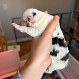Harmony - Blue merle female Australian Shepherd puppy in Weeki Wachee, Florida from Ace of Spades Australian Shepherds