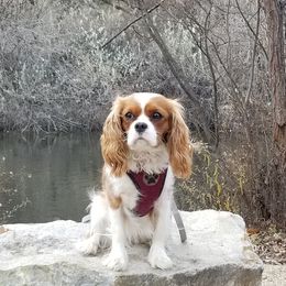 Lucy - Cavalier King Charles Spaniel