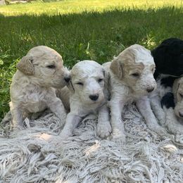 Big boy - Poodle puppy in Redding, California from Canyon Creek Kennels
