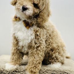 Goldendoodle Puppies from DM Hilltop FURfamily