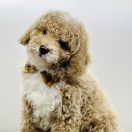 Goldendoodle Puppies from DM Hilltop FURfamily