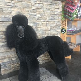 Poodle All Grown Up from Savicah Poodles